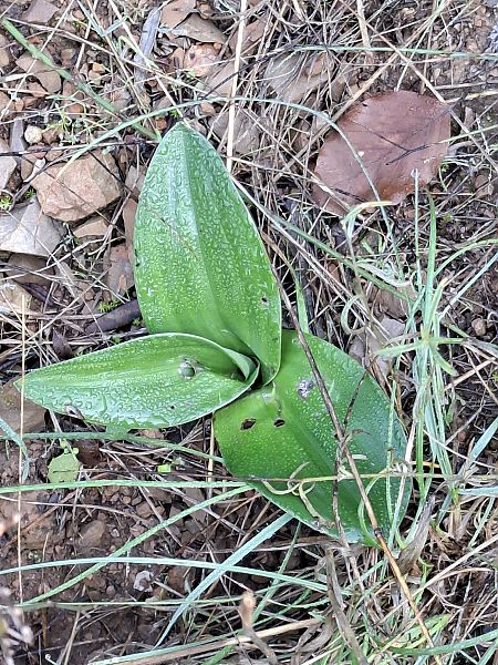 Himantoglossum robertianum 
