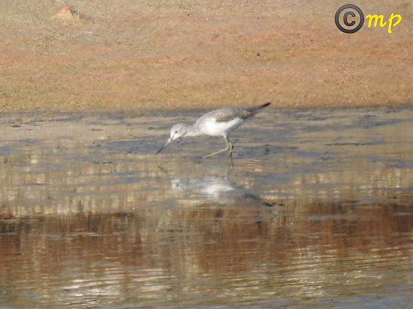 Pantana  - Mario Paloni