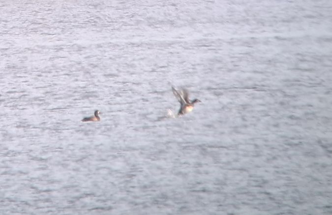 ogorzałka  - Tomasz Doroń