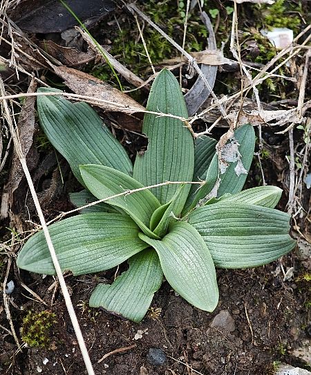 Ophrys occidentalis  - Alain Bultez