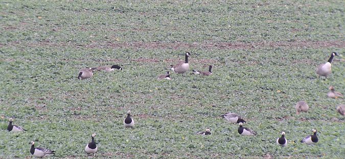 Kanadagans  - Tomasz Doroń
