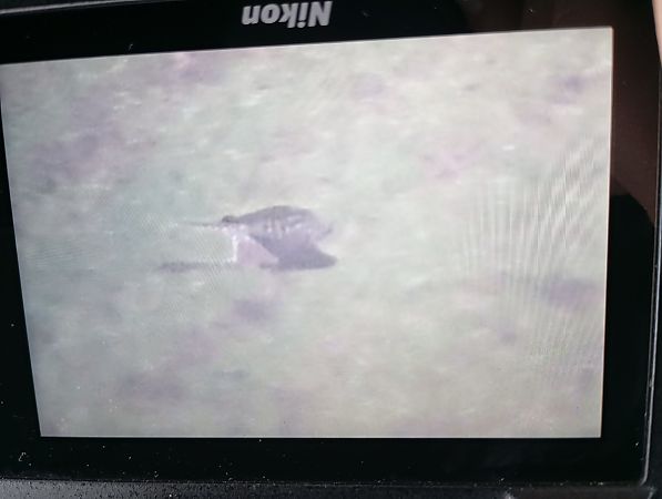 Merlin  - Rafał Fudalej