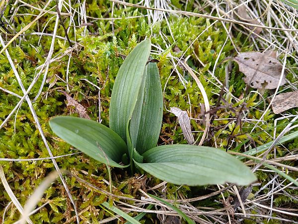 Ophrys insectifera  - Alain Falvard