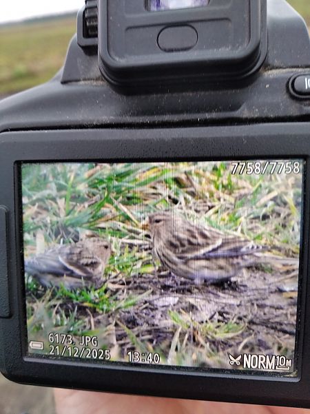 Berghänfling  - Andrzej Lipiński
