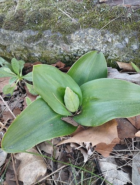 Himantoglossum robertianum  - Gérard Joseph