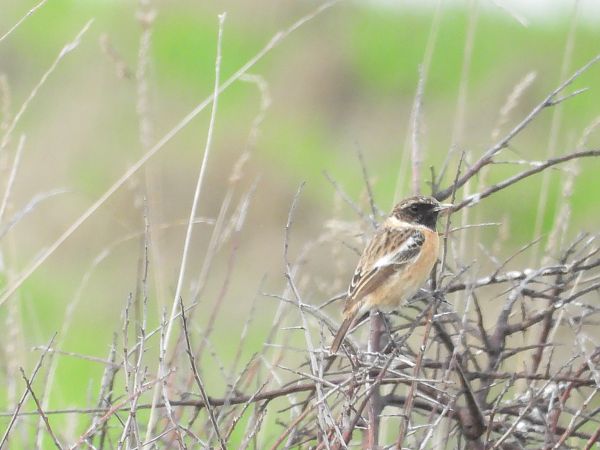 Tarier pâtre  - Florinda Testa
