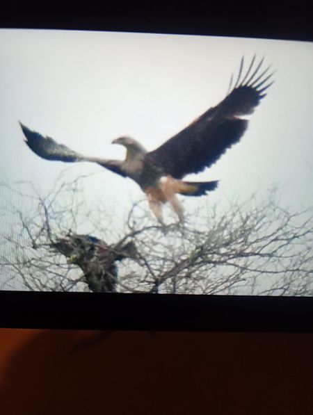 Aquila imperiale  - Mauro Fenati