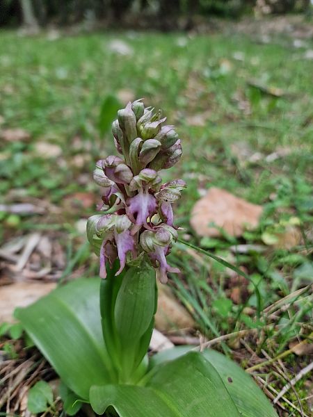 Himantoglossum robertianum  - Diane Raibaut