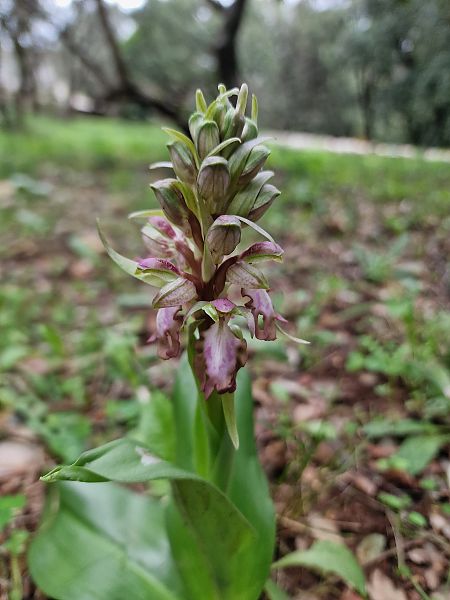 Himantoglossum robertianum  - Diane Raibaut