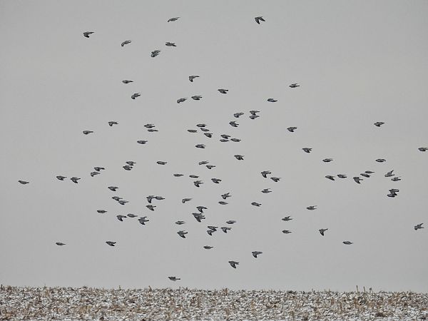 siniak  - Kacper Mikulski