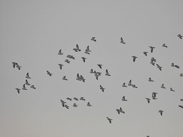 Hohltaube  - Kacper Mikulski