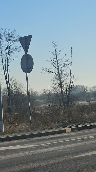 myszołów  - Anna Kamilewicz-Wicik