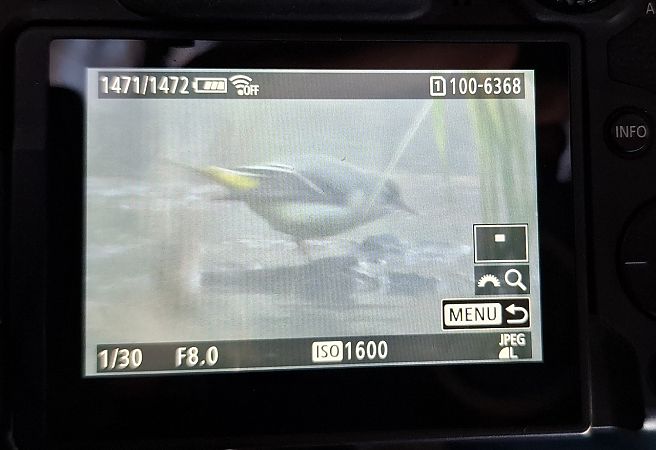 pliszka górska  - Tomasz Doroń