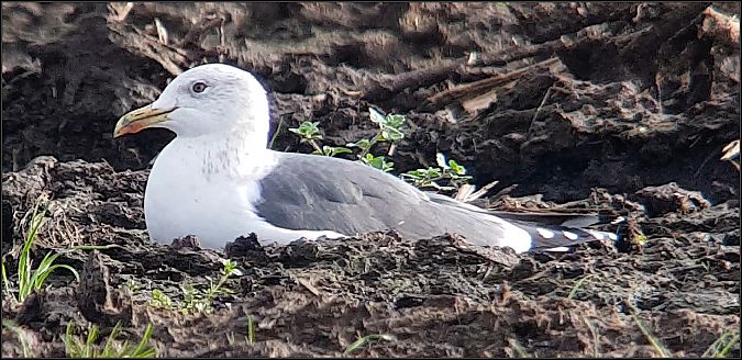 Zafferano  - Giuseppe Di Lieto