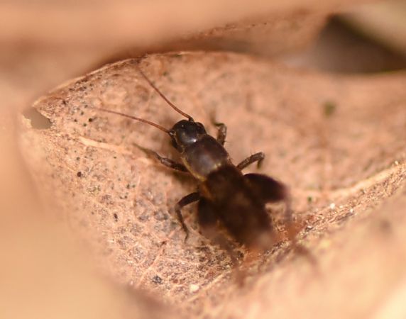 Mogoplistes brunneus  - Alberto Manganaro