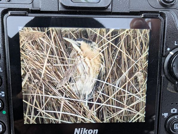 Tarabuso  - Jessica Peruzzo