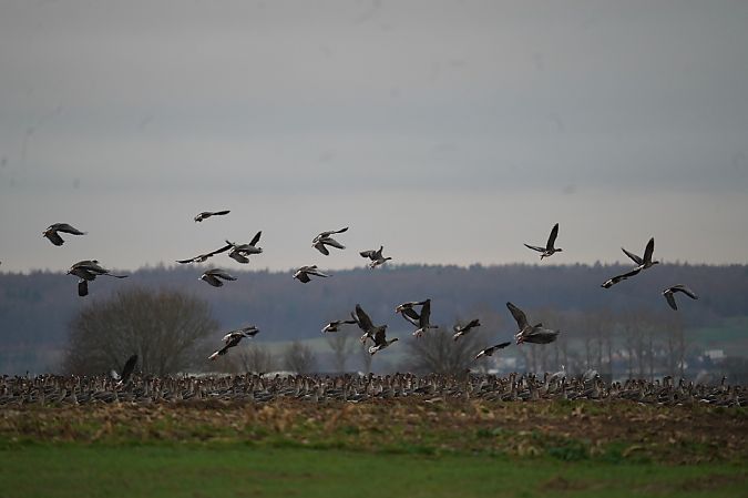 bernikla białolica  - Aleksandra Stach