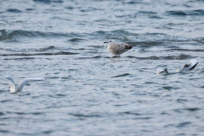 Gabbiano reale  - Adelfina Aldrovandi