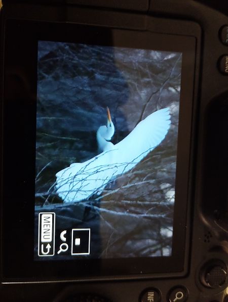 Airone bianco  - Tommaso Bonora