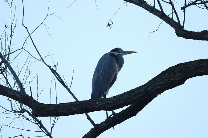 Airone cenerino  - Adelfina Aldrovandi