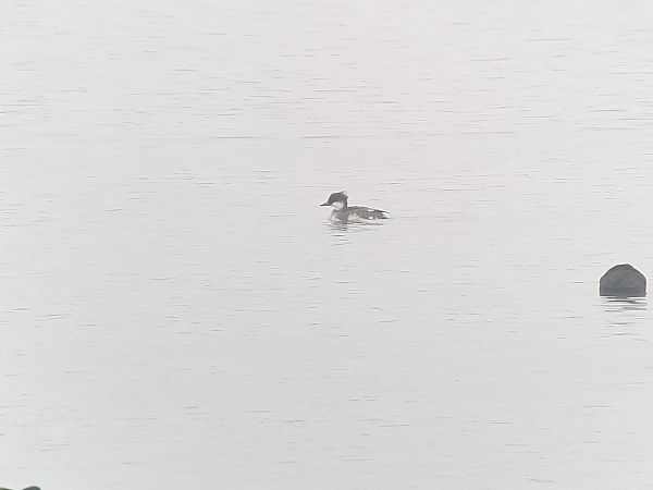 Harle piette  - Franz Stoll