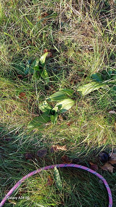 Himantoglossum hircinum  - Sabrina Lepelletier