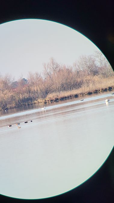 Oca domestica  - Marlene Klisa