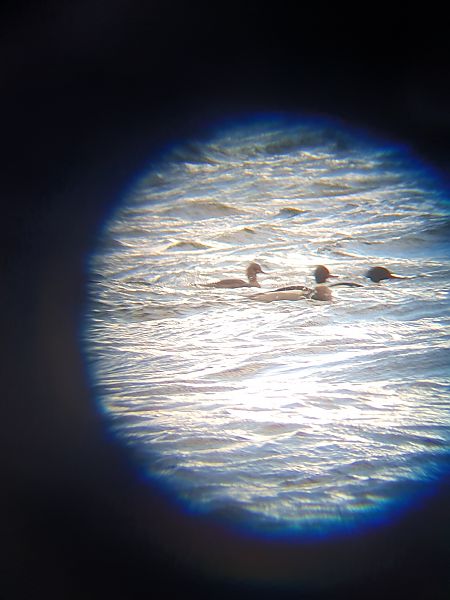 szlachar  - Grzegorz Pac