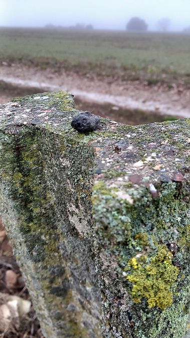 Òliba  - Daniel Espejo Fraga