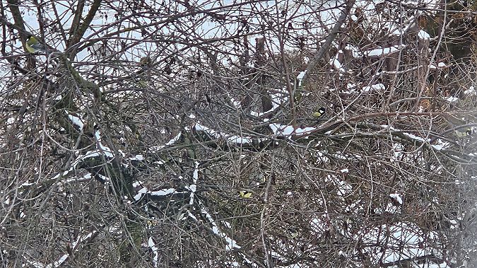 bogatka  - Anna Kamilewicz-Wicik