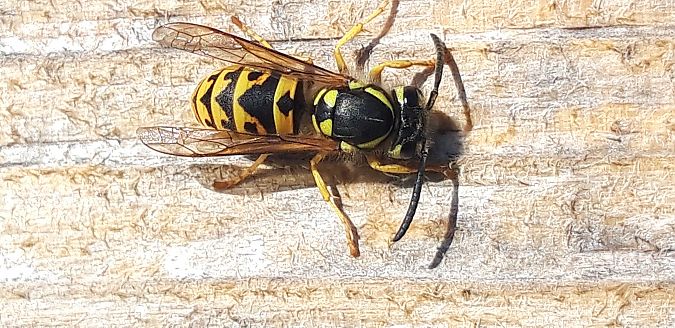 Vespula sp.  - Michele Cento