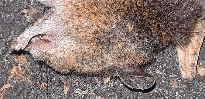 Ratto nero  - Michele Cento