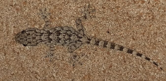 Geco comune  - Michele Cento