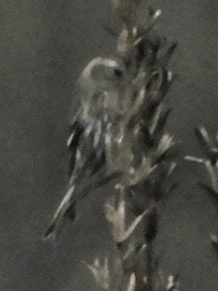 Organetto  - Massimo Tassinari