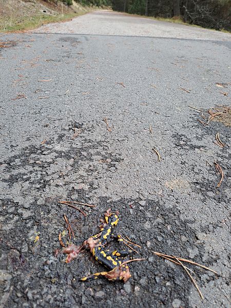 Salamandra comuna  - Ferran Gonzàlez-Prat