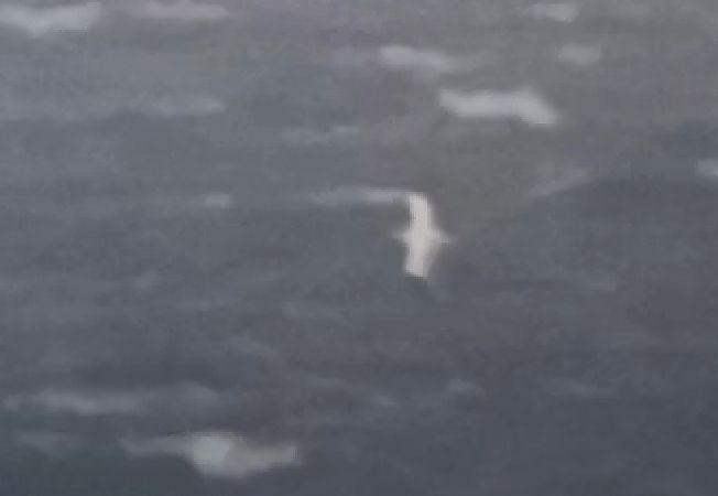 Basstölpel  - Michał Polakowski