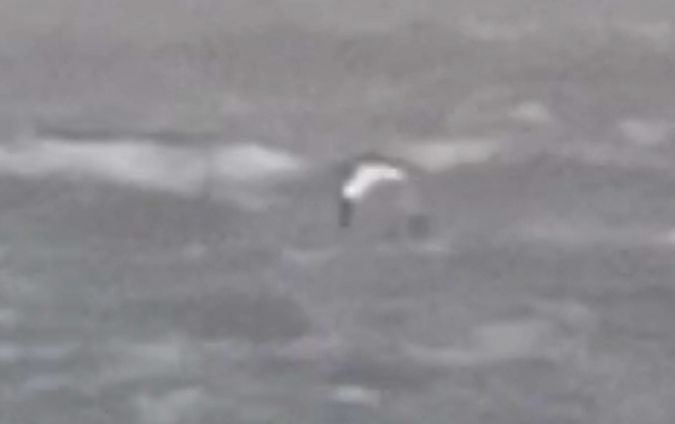 Fou de Bassan  - Michał Polakowski