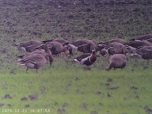 Oca collorosso  - Massimo Tassinari