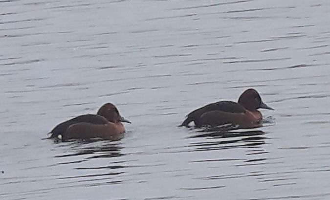 Fuligule nyroca  - Manfred Jochum