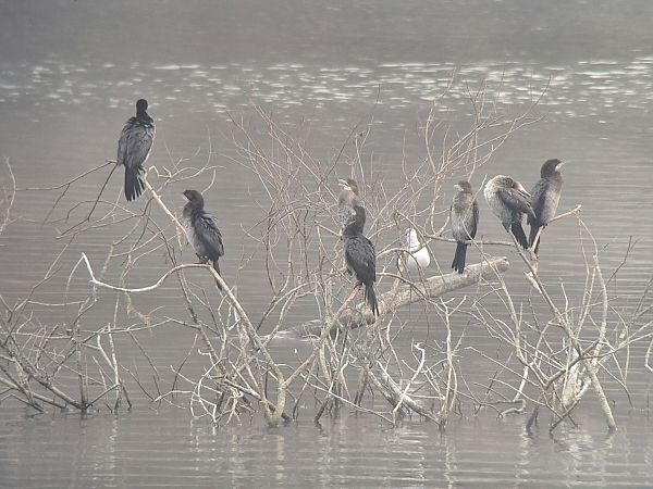 Cormoran pygmée  - Lukas Scheidl