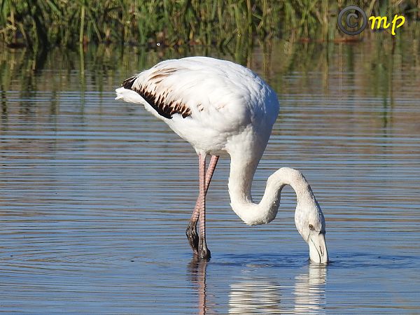 Fenicottero  - Mario Paloni