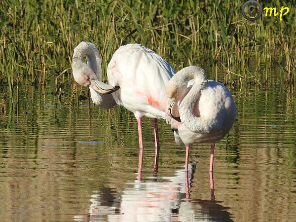 Fenicottero  - Mario Paloni