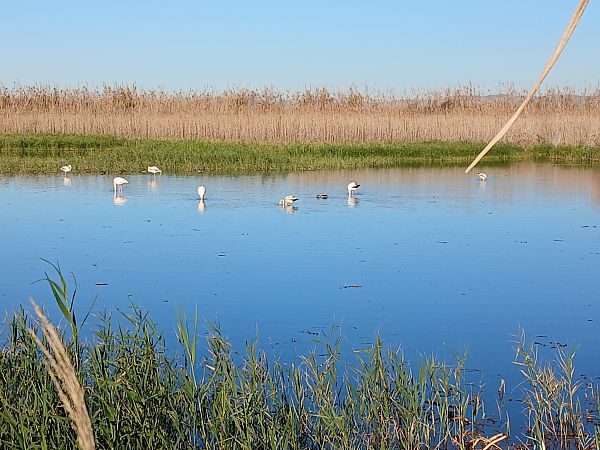Fenicottero  - Mario Paloni