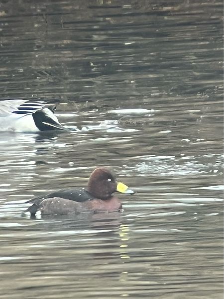 Fuligule nyroca  - Herta Mangeng