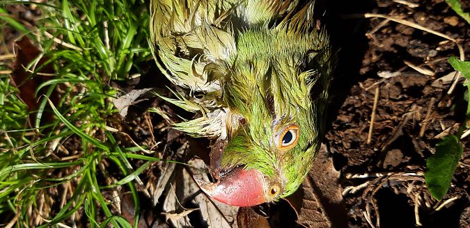 Parrocchetto dal collare  - Michele Cento