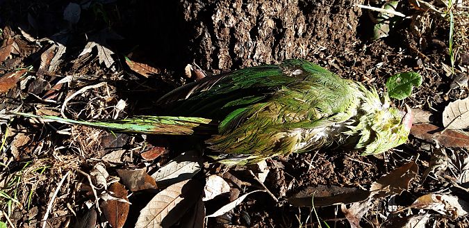 Parrocchetto dal collare  - Michele Cento