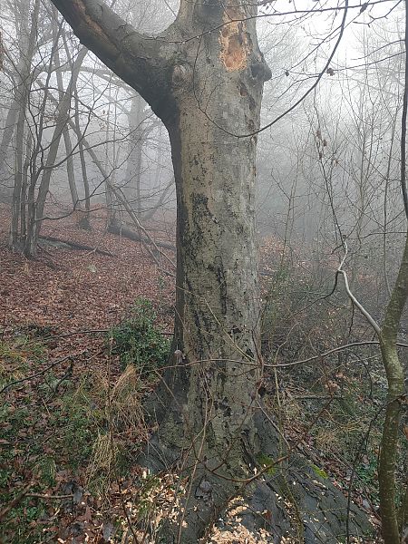 Picchio nero  - Daniele Baroni