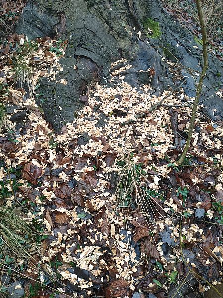 Picchio nero  - Daniele Baroni