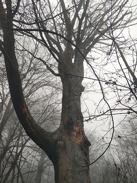 Picchio nero  - Daniele Baroni