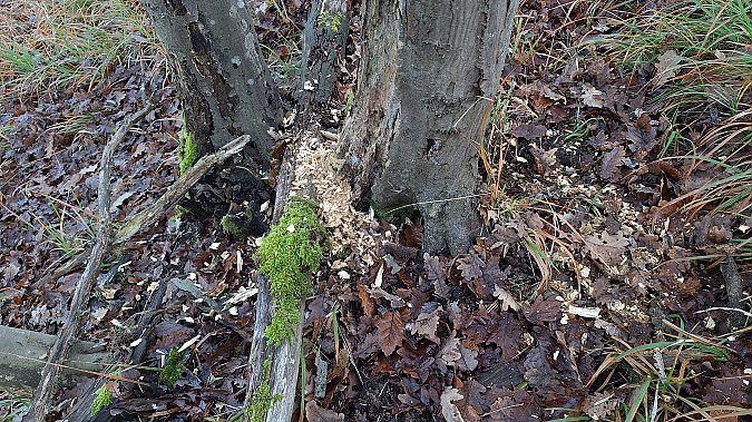 Schwarzspecht  - Renato Cottalasso